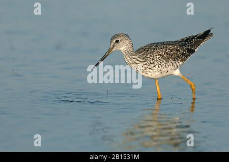 greater yellowlegs (Tringa melanoleuca), on the feed in shallow water, Cuba, Zapata  National Park Stock Photo