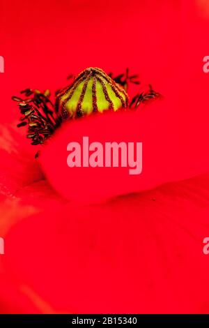 Common poppy, Corn poppy, Red poppy (Papaver rhoeas), blossom, detail, Germany, Thueringen Stock Photo