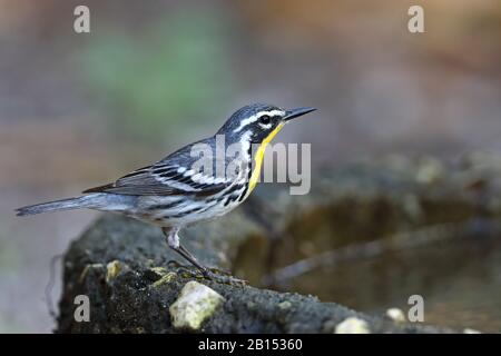 yellow-throated warbler (Setophaga dominica, Dendroica dominica), stands on a stone, Cuba, Cayo Coco Stock Photo