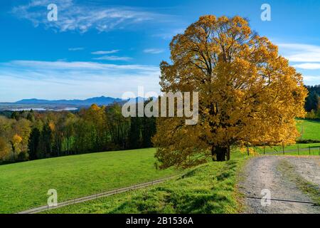 basswood, linden, lime tree (Tilia spec.), single lime tree by the wayside in autumn, Germany, Bavaria, Oberbayern, Upper Bavaria Stock Photo