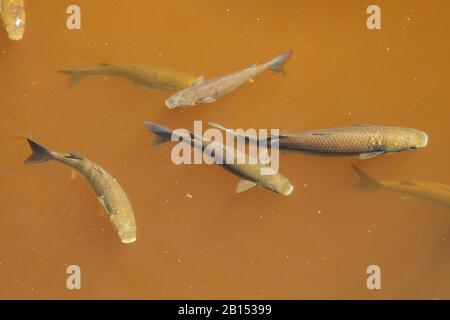 striped gray mullet, striped mullet, common grey mullet, flat-headed grey mullet, flathead mullet (Mugil cephalus), group in a brackish water canal, Spain, Balearic Islands, Majorca, Albufera National Park Stock Photo