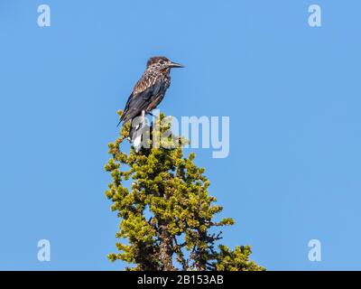 Slender-billed spotted nutcracker (Nucifraga caryocatactes macrorhynchos, Nucifraga macrorhynchos), perching on a pine tree, side view, Russia Stock Photo
