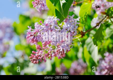 common lilac (Syringa vulgaris), blooming branch, Switzerland Stock Photo