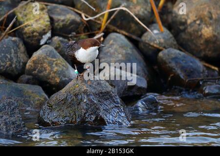 dipper (Cinclus cinclus), beringed dipper perching on a stone at a brook, Germany, Mecklenburg-Western Pomerania Stock Photo