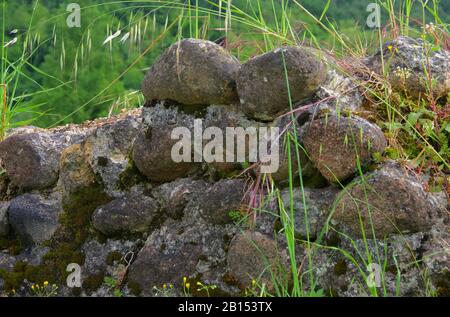 Natursteinmauer - natural stone wall 01 Stock Photo