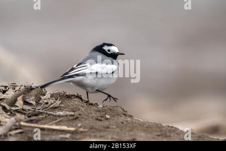 Masked wagtail, masked white wagtail (Motacilla personata, Motacilla alba personata), walking male on the ground, side view, India, Ladakh Stock Photo