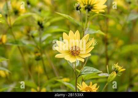 common sunflower (Helianthus 'Lemon Queen', Helianthus Lemon Queen), cultivar Lemon Queen Stock Photo