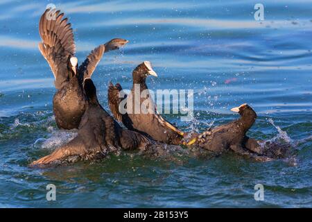 black coot (Fulica atra), two rivalling pairs, fighting for a breeding territory, Germany, Bavaria Stock Photo