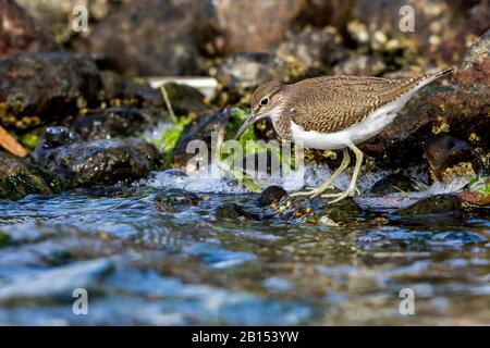 common sandpiper (Tringa hypoleucos, Actitis hypoleucos), sits on a stone on shore, Germany, Mecklenburg-Western Pomerania Stock Photo