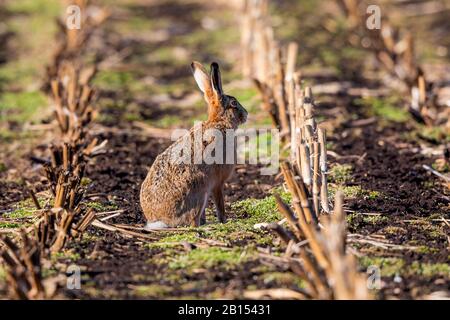 European hare, Brown hare (Lepus europaeus), sitting on harvested maize field, side view, Germany, Bavaria, Erdinger Moos Stock Photo