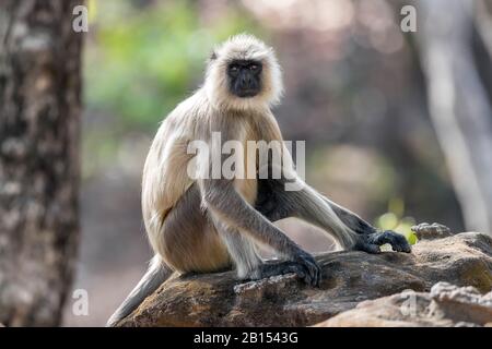 Sacred langur, Indian langur, Hanuman langur, Northern Plains Gray Langur, Hanuman monkey, Common Langur (Semnopithecus entellus, Presbytis entellus), sitting on a rock, India, Bandhavgarh National Park Stock Photo