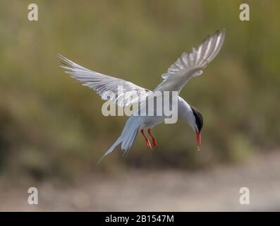 Common tern, Sterna hirundo in flight at breeding colony. Stock Photo