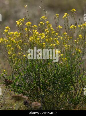 Perennial wall rocket, Diplotaxis tenuifolia, in flower by the coast. Stock Photo