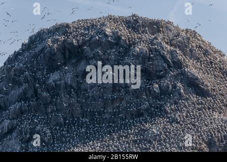 Northern gannet, Morus bassanus, breeding colony at Les Sept-Iles, Brittany. Stock Photo