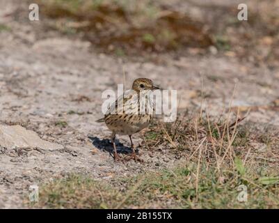 Meadow pipit, Anthus pratensis, foraging in short grass, late summer. Stock Photo