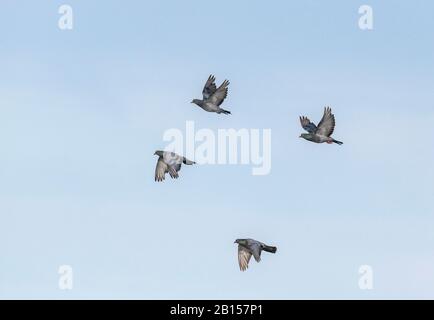 Flock of domestic pigeons in flight Stock Photo