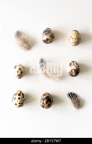 Quail eggs and bird feather on white background. Collection of quail eggs, easter pattern. Flat lay, top view. Easter concept. Stock Photo