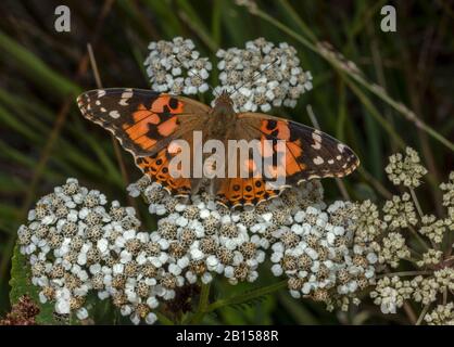 Painted Lady butterfly, Vanessa cardui feeding on Yarrow. Stock Photo
