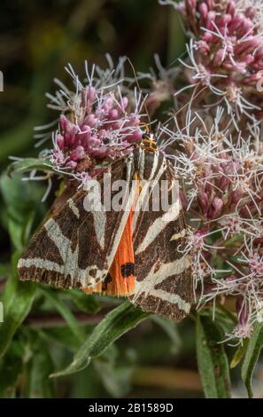 Jersey Tiger moth, Euplagia quadripunctaria, feeding on Hemp Agrimony, Eupatorium cannabinum - one of its larval food-plants. Stock Photo