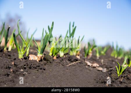 Young green onion sprouted on a field, blue spring sky in the background, healthy food concept Stock Photo