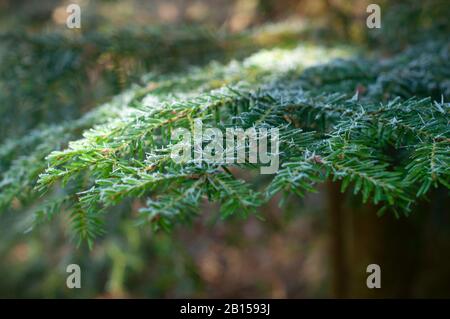 Hoarfrost fir tree branch, winter time, frozen needles. Focused branches. Blurred second background Stock Photo