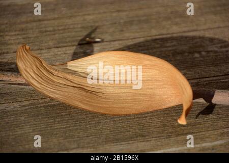 cells of a dry orchid leaf, dried orchid leaf on wooden background Stock Photo