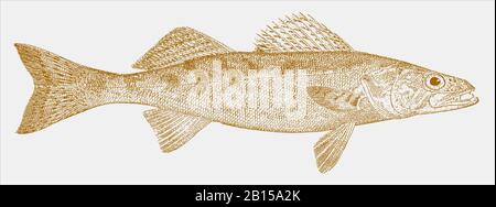 Walleye Images – Browse 7,563 Stock Photos, Vectors, and Video