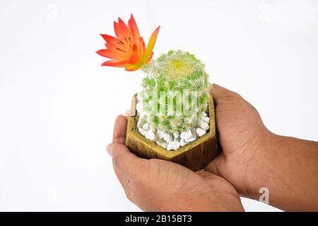 Fresh green miniature cactus tree gently held by a random person over an isolated white background Stock Photo