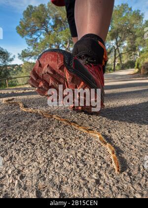 Danger crocessionary caterpillars, running shoe step over. Caterpillars crawling in row on a road asphalt Stock Photo