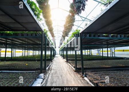 Greenhouses for growing flowers. Floriculture industry Stock Photo