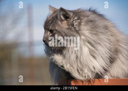 Pretty Turkish Angora cat with green eyes and long gray fur Stock Photo