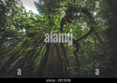Looking up the trunk of a giant rainforest tree to the canopy, green background, Costa Rica Stock Photo