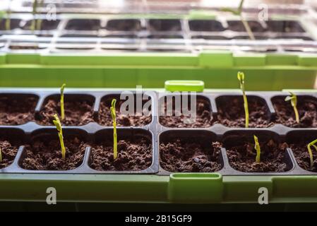 Homegrown young, delicate snow peas vegetable plants growing in a green seedling container with healthy, organic fresh soil inside in the kitchen Stock Photo