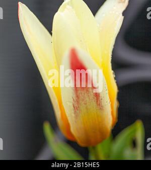 Nature & Gardening Macro - Giuseppe Verdi Kaufmanniana Tulip. Copyspace Stock Photo