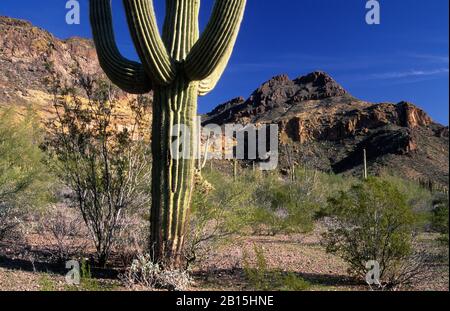 Saguaro along Ajo Mountain Drive, Organ Pipe Cactus National Monument, Arizona Stock Photo