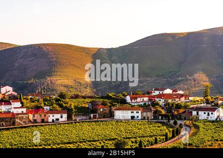 View on Vineyard in Provesende village in the Douro Valley region, Portugal Stock Photo