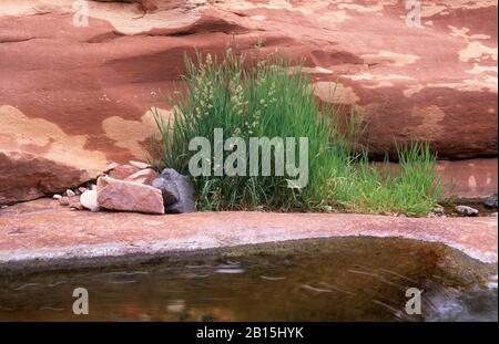 Oak Creek, Slide Rock State Park, Arizona Stock Photo