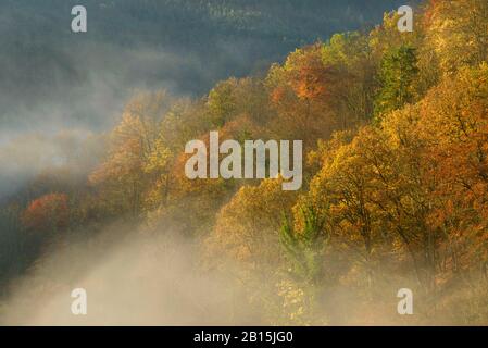 Altenburg Abbey / Waldviertel / Lower Austria: Misty autumn morning in wild Kamp valley with rare stands of old growth beech, oak and lime trees. Stock Photo