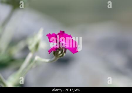 The blossoming Turkish carnation against blurred background. Dianthus barbatus. Caryophyllaceae Family. Stock Photo