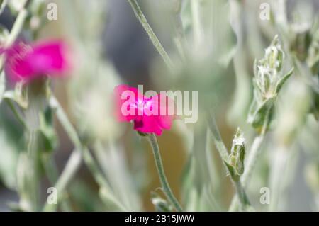 The blossoming Turkish carnation against blurred background. Dianthus barbatus. Caryophyllaceae Family. Stock Photo