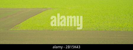 Farmland with geometric form,  Kamen, Ruhr area, North Rhine-Westphalia, Germany, Europe Stock Photo