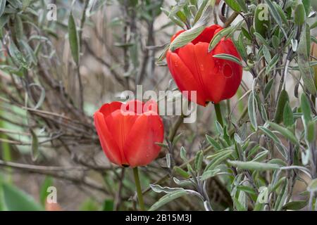 Two red tulips in bush of gray green leaves of sage at sunny spring day. Stock Photo