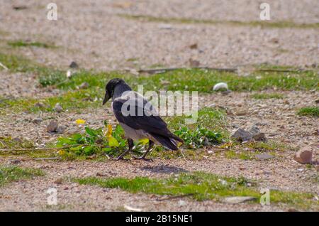 Hooded crow ( Corvus cornix ) on a beach in Glyfada Athens Attica Greece Stock Photo