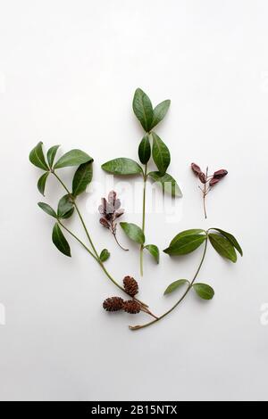 Small plant branches, cones and seeds isolated on white background from a high angle view Stock Photo