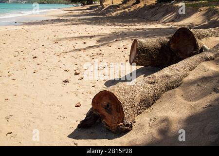 Sawn tree trunks of cedar trees on the beach weathered by the hot Caribbean sun