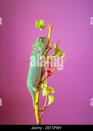 Green with yellow dots chameleon sitting on the branch of the home plant with red flowers. Lilac background Stock Photo