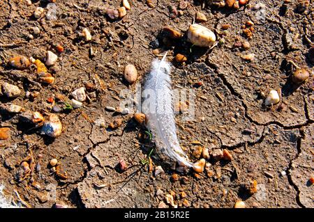 White bird feather with the drops of dew, lies on the ground between small stones and dry grass Stock Photo