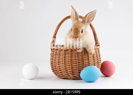 Easter bunny rabbit in basket with colorful eggs Stock Photo