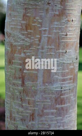 Himalayan Birch (betula utilis) bark Stock Photo