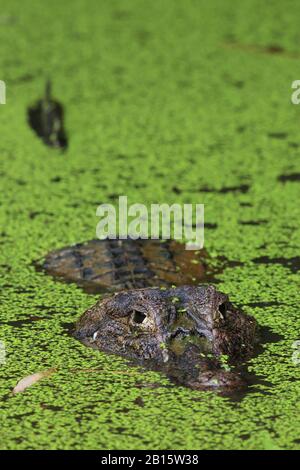 Spectacled Caiman (Caiman crocodilus) in lagoon. Puerto Viejo de Talamanca, Caribbean coast, Costa Rica. Stock Photo